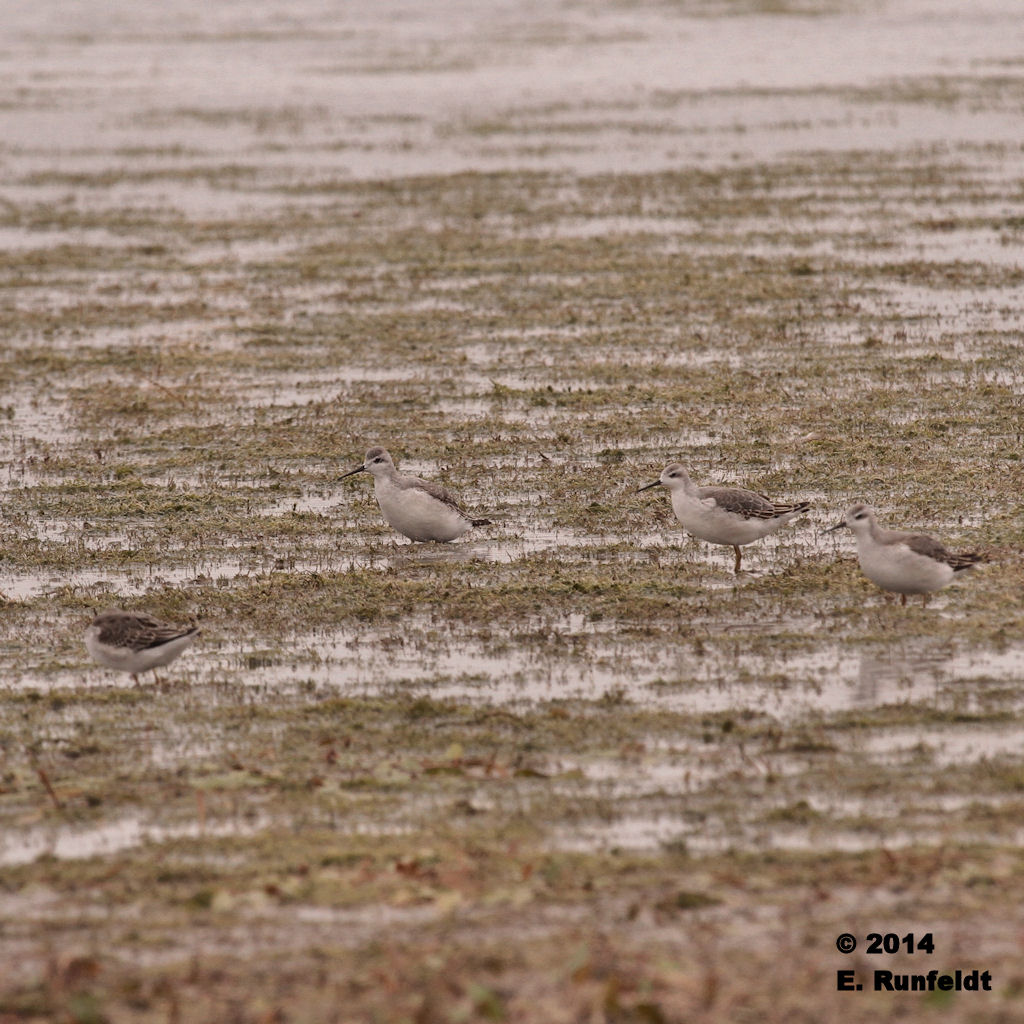 13Sept 391.jpg - Wilson's Phalaropes